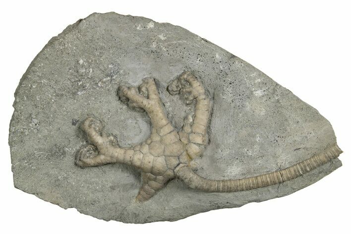 Fossil Crinoid (Onychocrinus) - Indiana #326037